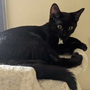 Meet your Posher, Kat